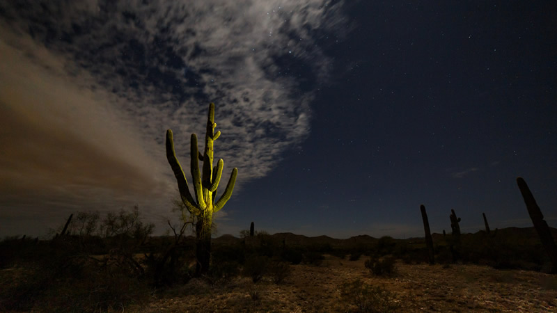 Cactus by Brian Clark